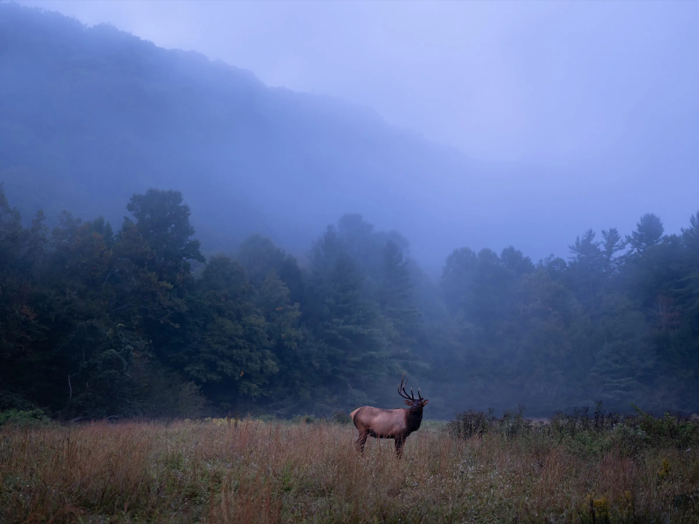 Cataloochee bull, first light