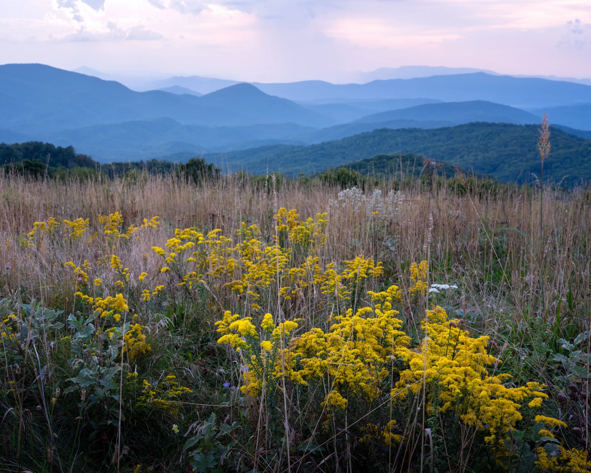 Goldenrod on Max Patch