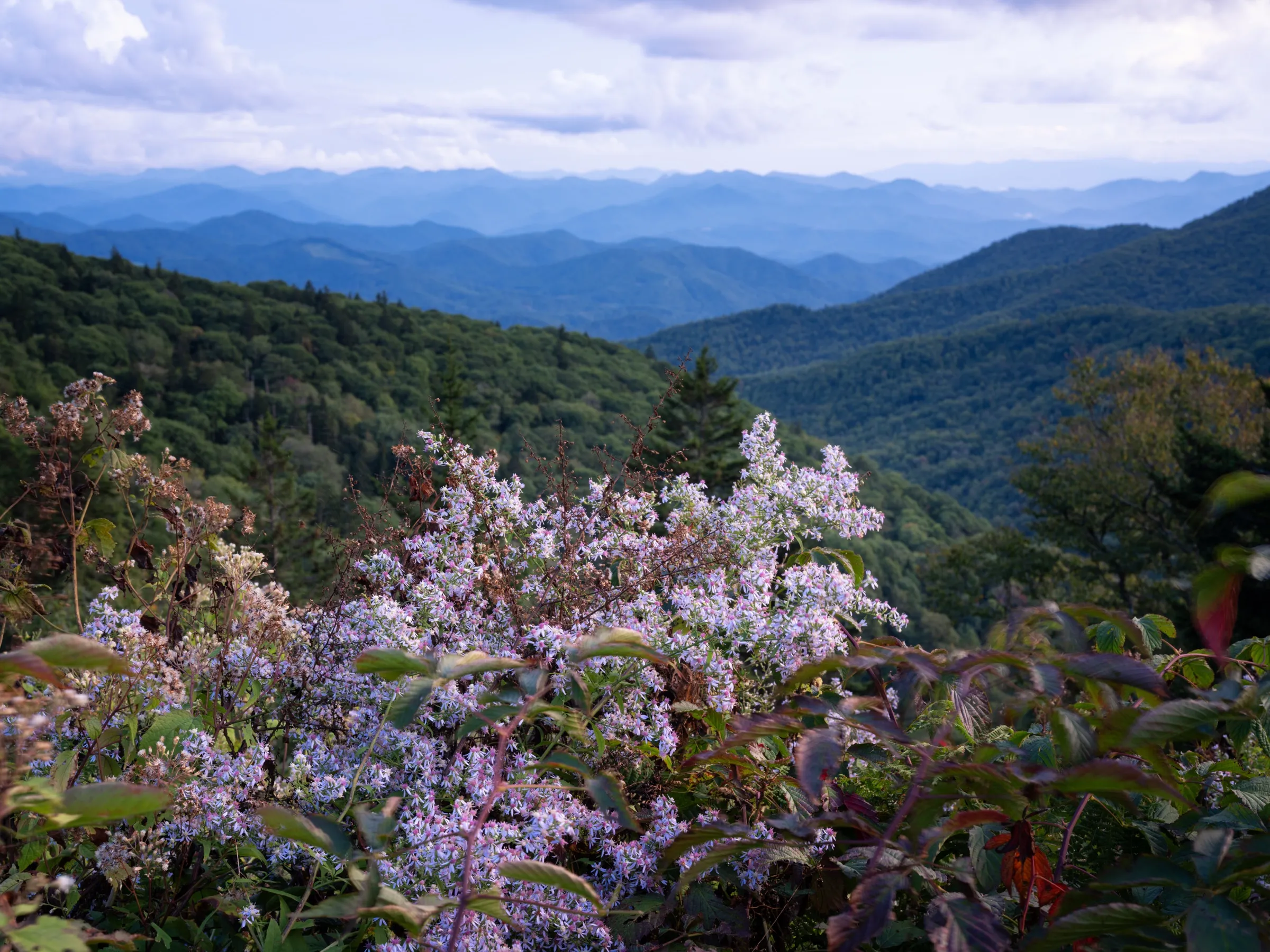 Asters on the Parkway