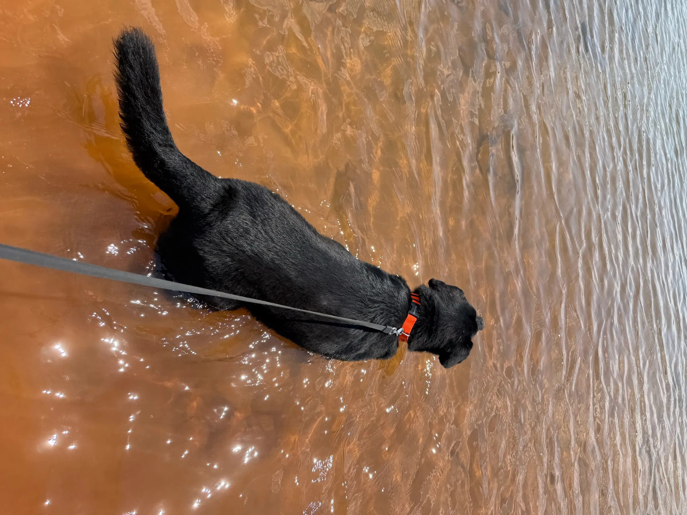 Kobe, wading in