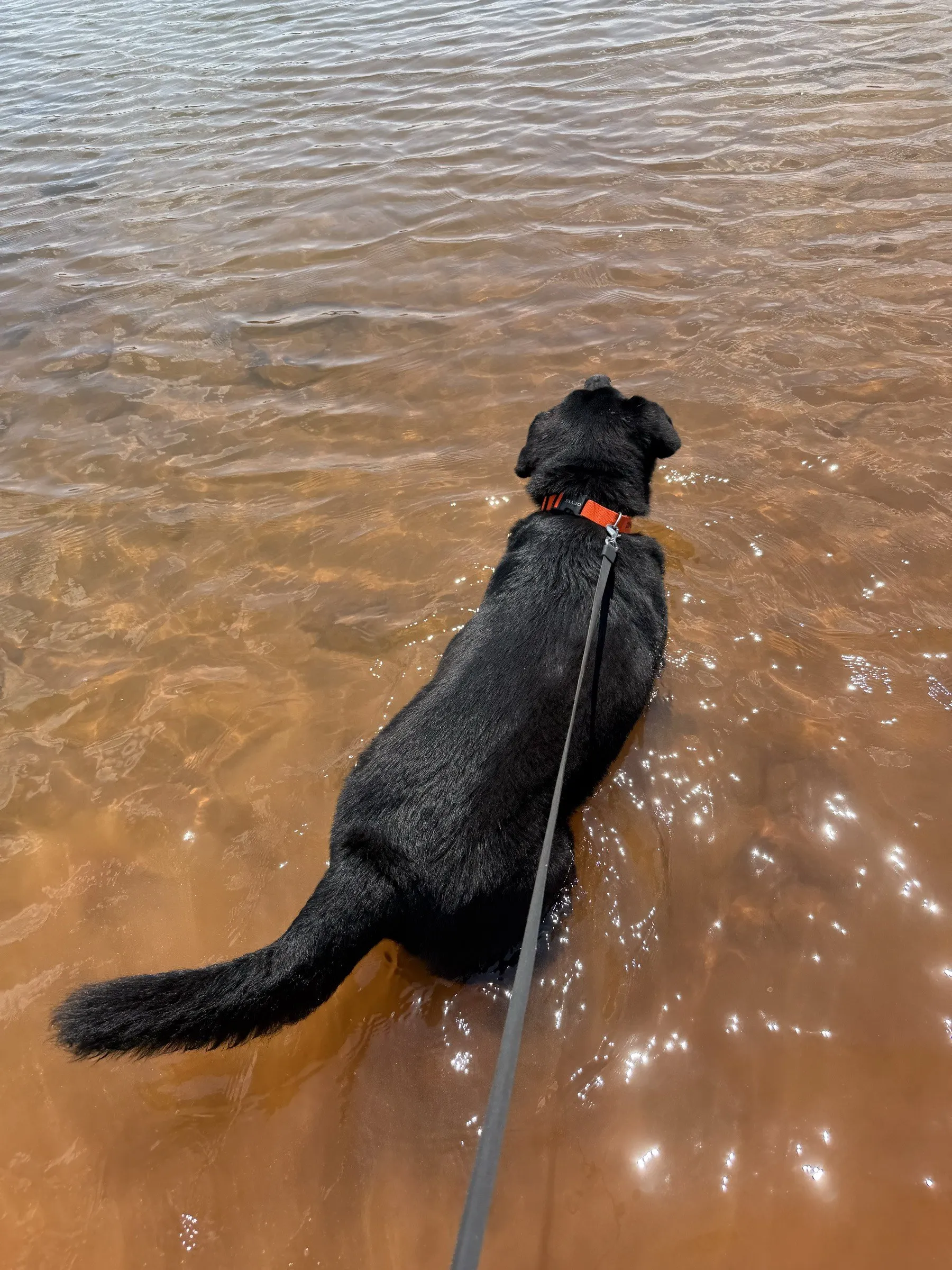 Kobe, wading in